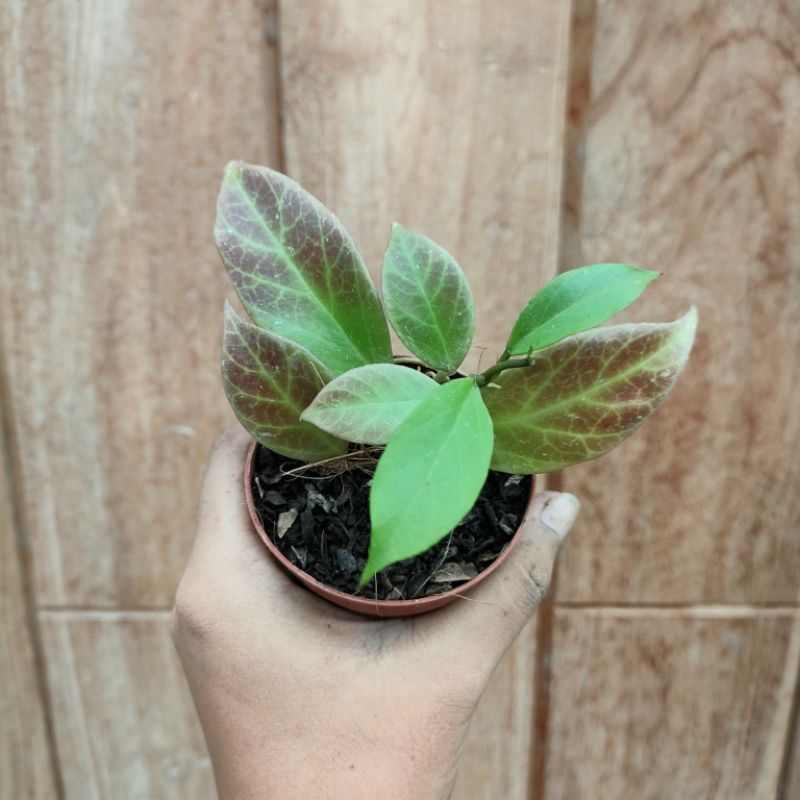 Tanaman Hias Hoya Sunrise