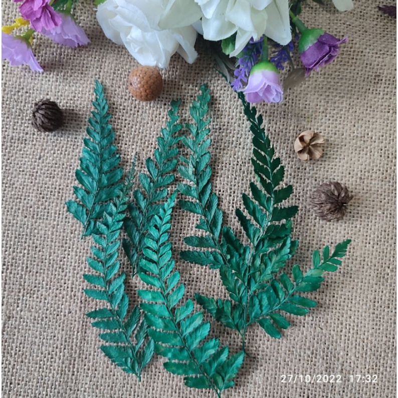Daun pakis kering/ daun pakis hiasan rustic