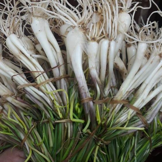 

11.11 ✨SALE✨ Lokio Bawang Rambu / Bawang Batak 5 ikat 