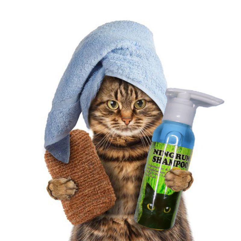 shampo kucing sampo perawatan rambut kucing persia dan kucing anggora