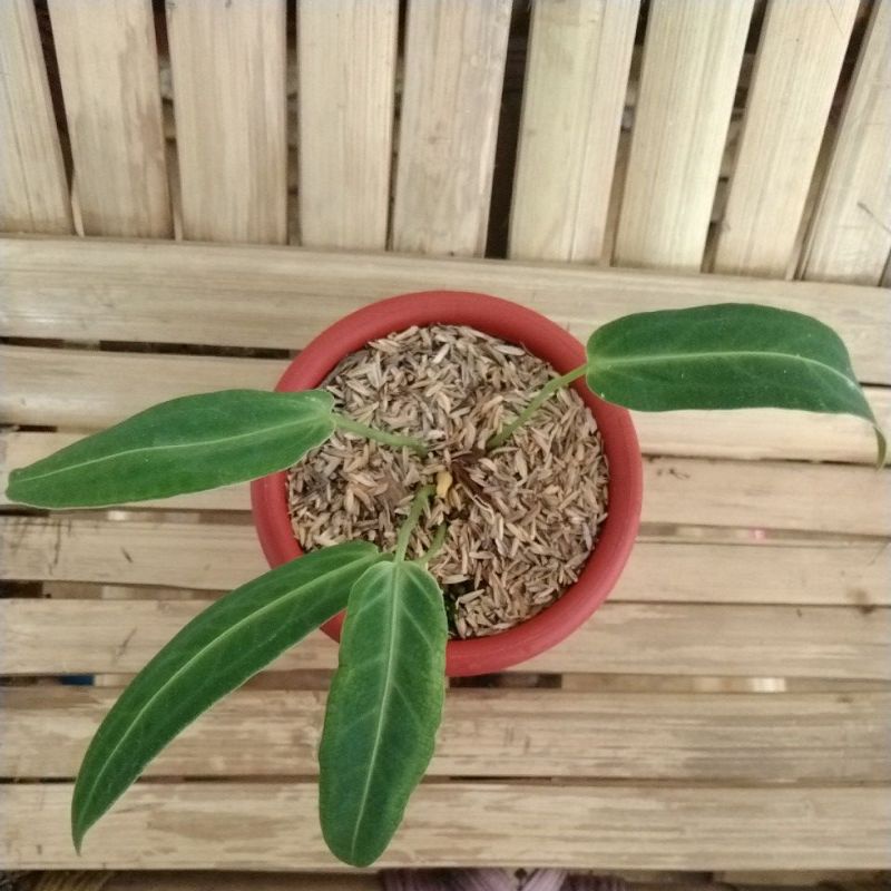 tanaman hias warokkuenum/lidah gajah