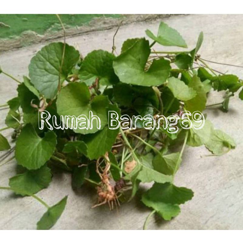 

Daun pegagan atau antanan segar 300gr