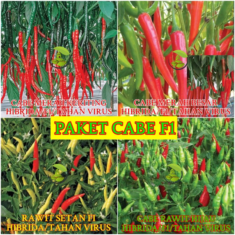 100 biji - Paket Benih Cabe Benih Bibit Cabai rawit cabe merah cabe hijau