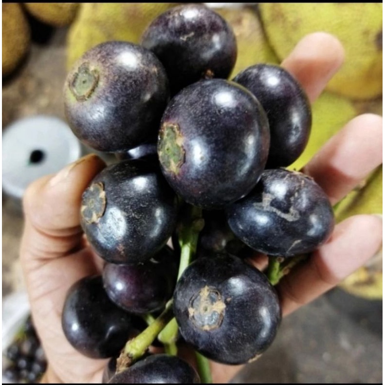 

Buah gowok 1 kg
