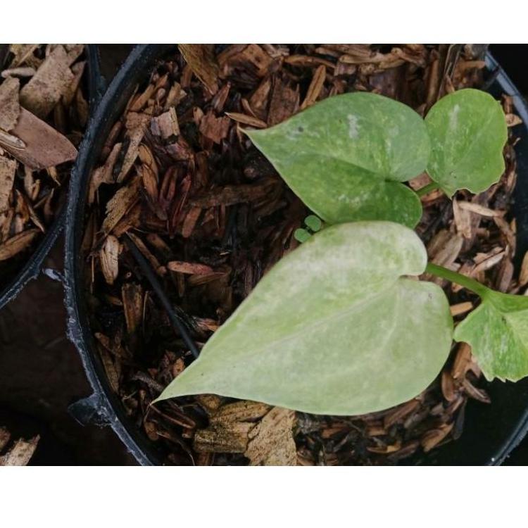 [KODE IQDP0] bibit Anthurium gelombang cinta varigata hybrid induk asli dari Thailand (ART. 7192)