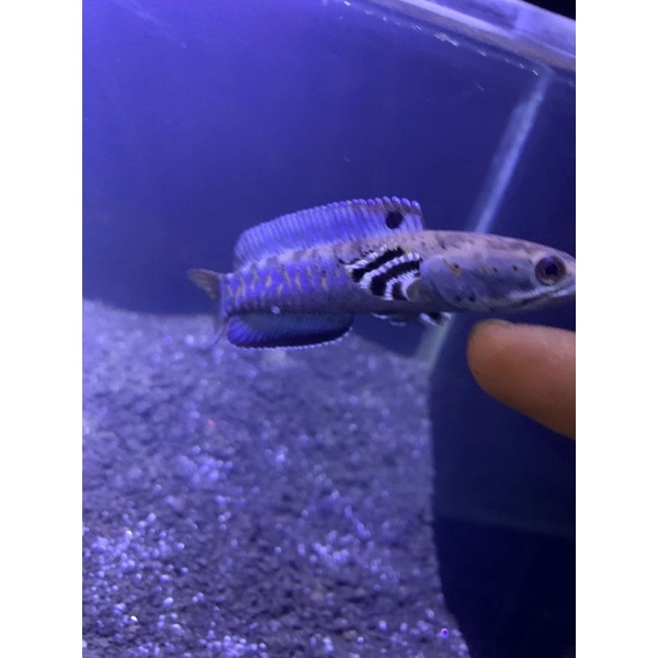 blue pulchra 11-12cm