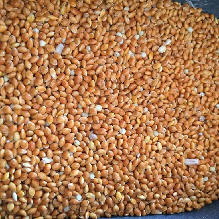 Millet Merah / Red Millet 1kg