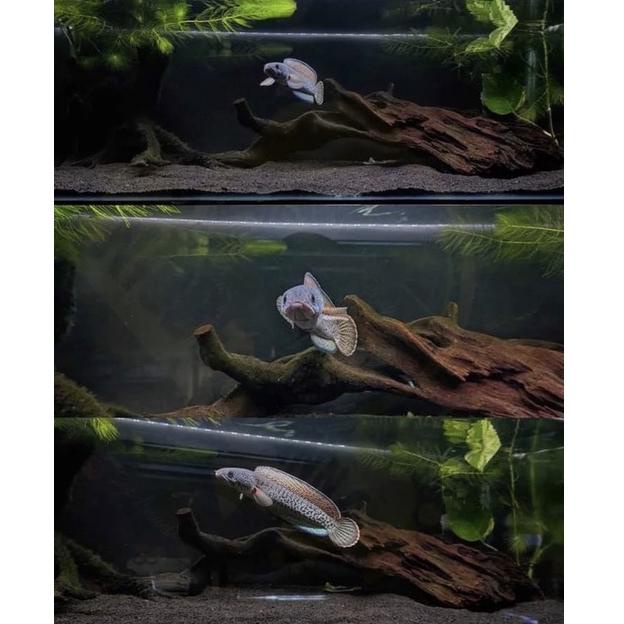 [KODE QVFJB] (Star) Baby Chana Barca Full Pelet 2-6 cm