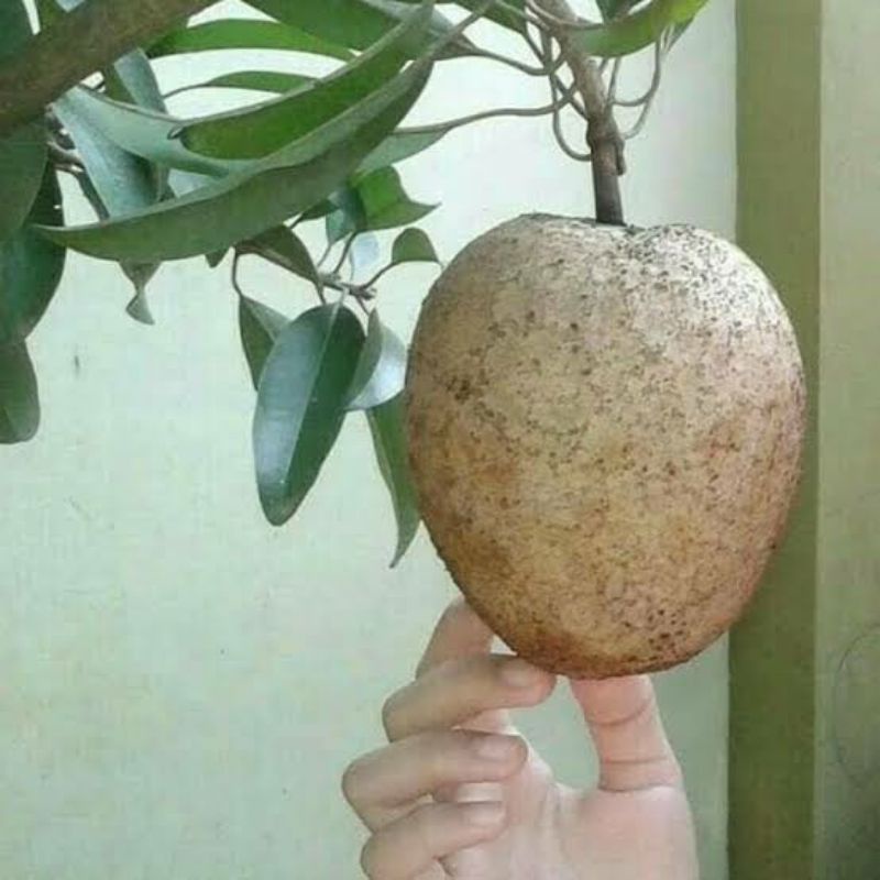 BIBIT SAWO JUMBO SUPER OKULASI/CANGKOK