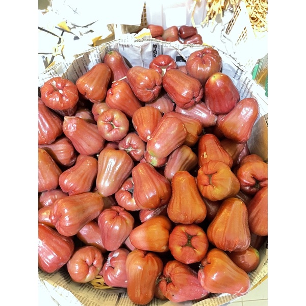 

Jambu Citra Kiloan
