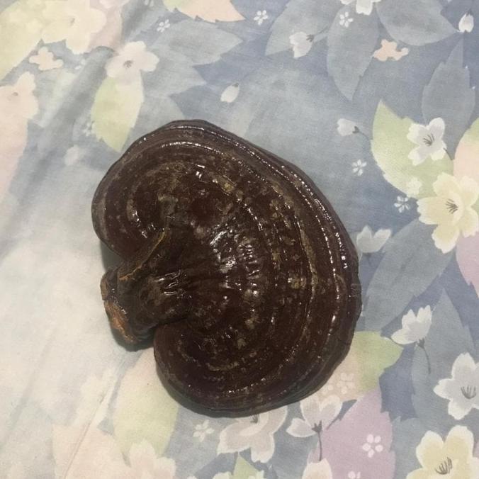 

BIG SALE 1KG WHOLE REISHI MUSHROOM JAMUR LINGZHI ANTI KANKER UTUH !!!