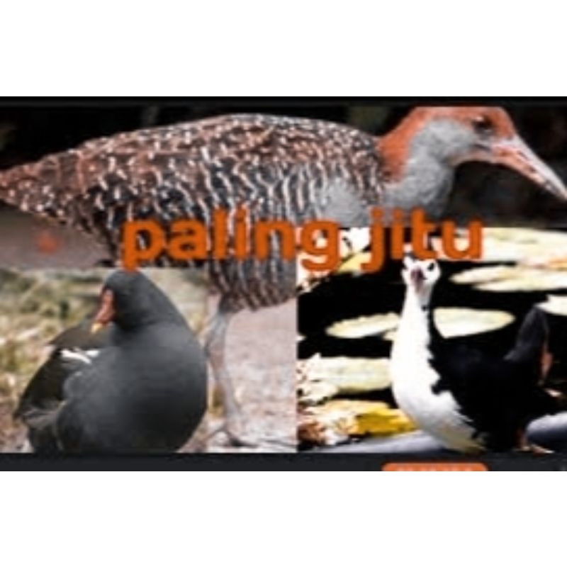 Jaring burung sintar mandar 50meter