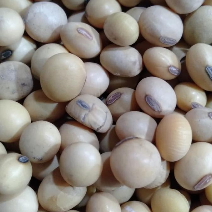 

ㅘ Bubuk Kacang Kedelai 1kg Organik / Superfood / Foodgrade / Multivitamin ↦