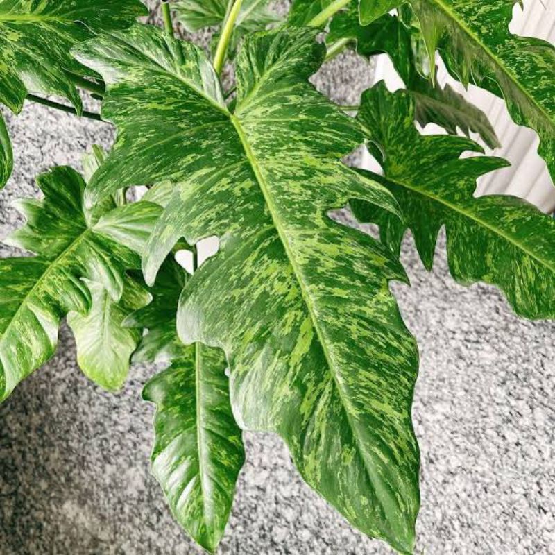 Philodendron Lime Fiddle Variegata