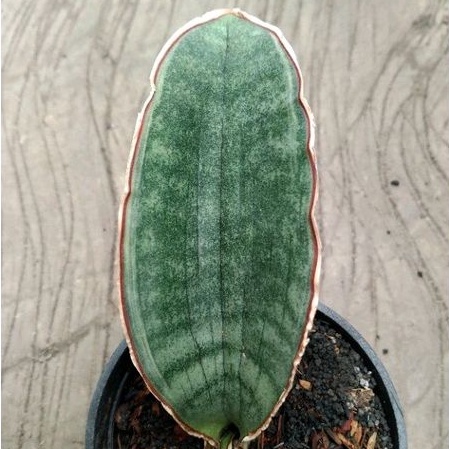 kaktus sukulen//sansevieria r1881 varigata