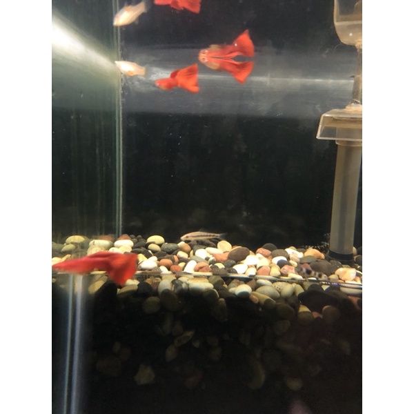 GUPPY ALBINO FULL RED / GUPPY AFR / AFR / GAPPY