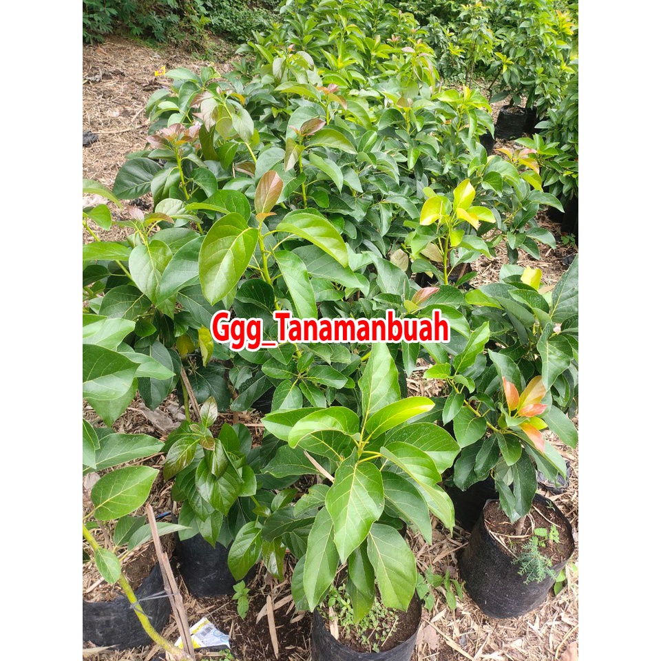 Bibit alpukat Red Vietnam 1 meter batang besar