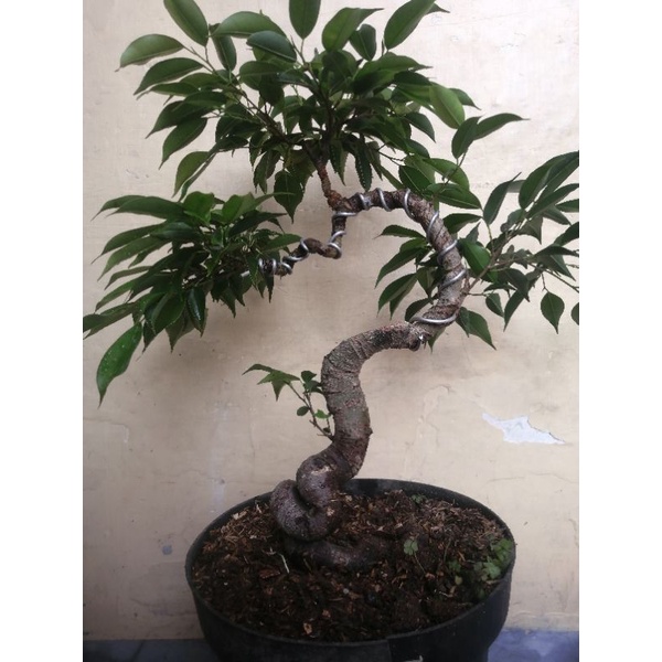 bonsai beringin arjuna Filipina real pic