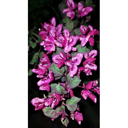 Bougenville black maria