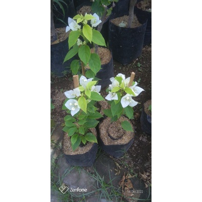 bunga Bougenville ekor musang putih