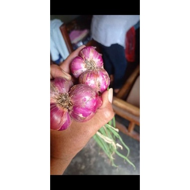 

Bawang Merah Super Jumbo Asli Probolinggo