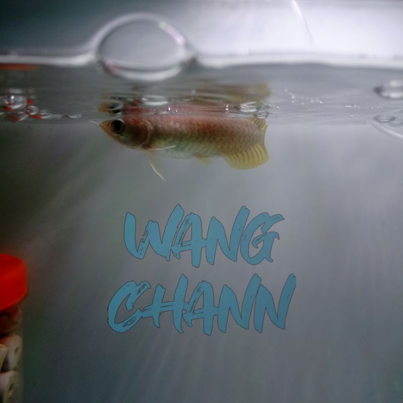 Arwana Banjar Red Lengkap Serti + Chip ( Luar )