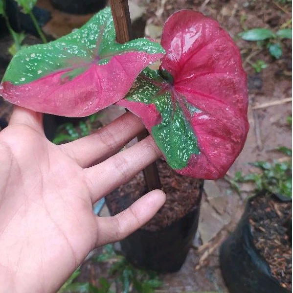 PROMO tanaman hias keladi baret merah / keladi baret merah ekonomis