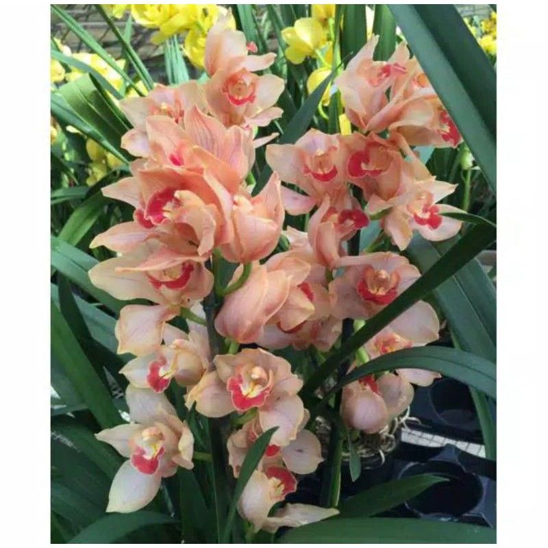 Anggrek Cymbidium Coral Red - Bunga Anggrek Cymbidium- Bunga hidup- Tanaman Hias hidup Anggrek Cymbi