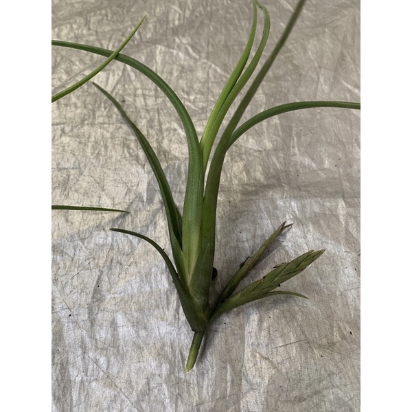 Tillandsia Intermedia giant