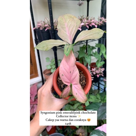 Tanaman Hias Syngonium pink emerald dll (Pesanan Kak Rifki)