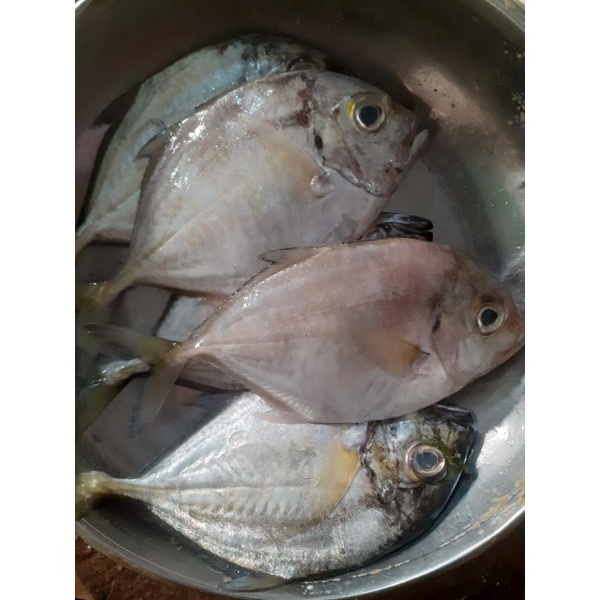 

Ikan Kuwe Segar Kecil