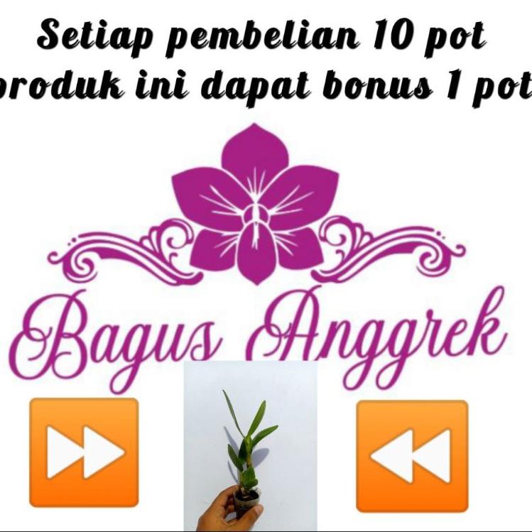 New Stock Dendrobium capung Kalimantan