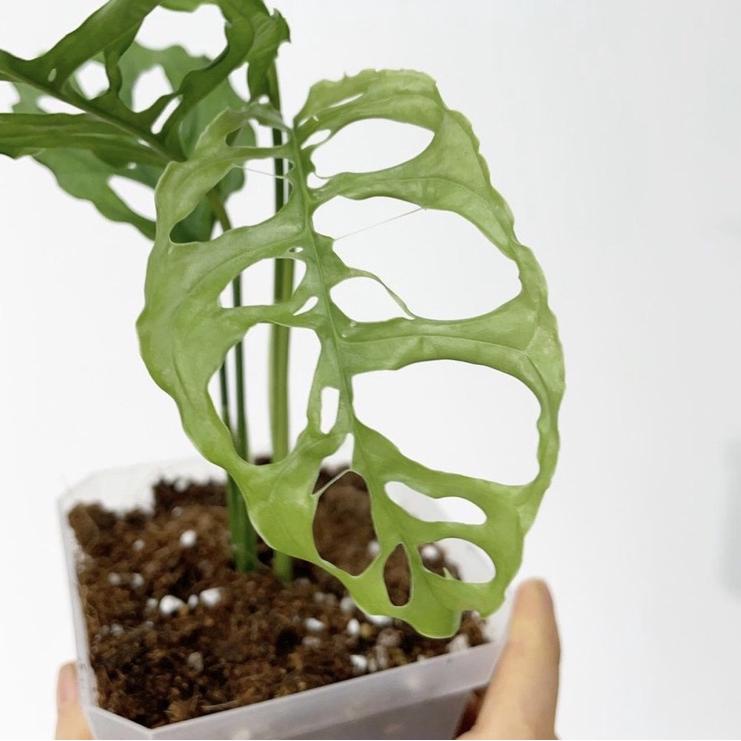 Best--Promo Bibit Bonggol Monstera Obliqua bibit termurah asli monstera