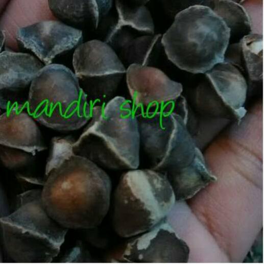 

READY ✅Biji kelor super gundul 250butir|RA2