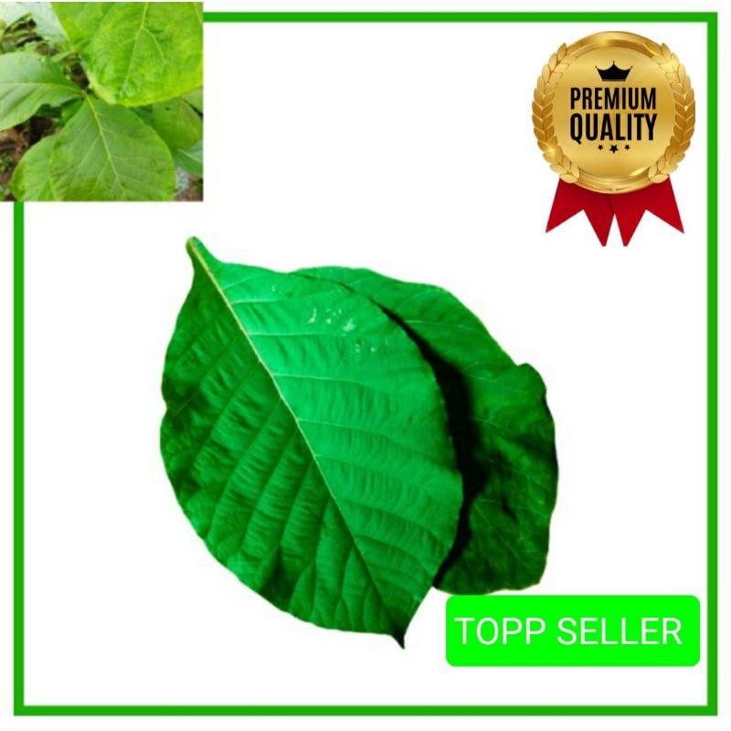 

DAUN JATI FRESH ORGANIK 1000 GRAM
