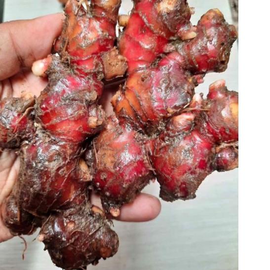 

limited Edition✔️1 KG JAHE MERAH / JAHE MERAH MEDAN / JAHE MERAH JAWA / JAHE / JAHE MERAH TUA / SERBUK JAHE MERAH (Cegah dan Lawan Virus)|KD9