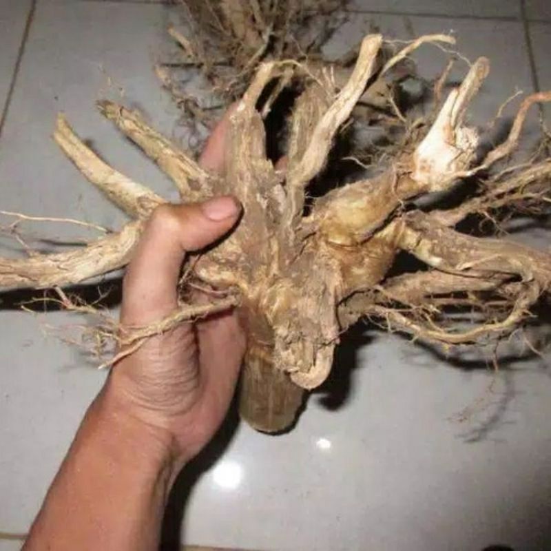 bonggol kayu senggani jumbo aquascape