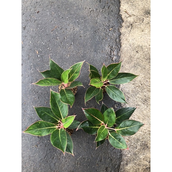 Aglaonema Flamingo