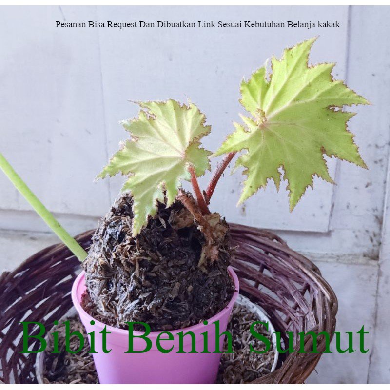Tanaman Hias Begonia Palmata Begonia Daun Lancip Outdoor indoor Bila ingin order banyak bisa kami buatkan link khusus ya kak
