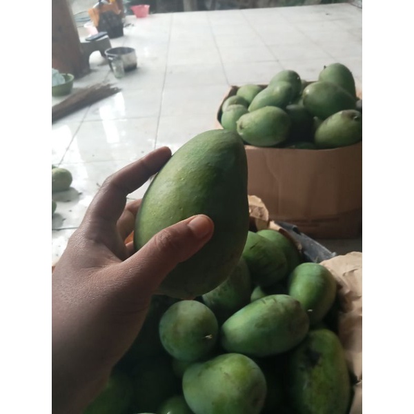 

mangga gadung (harum manis) mentah habis panen