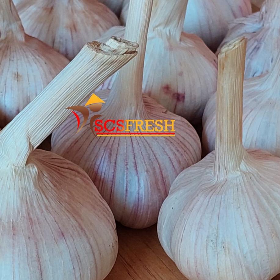 

Harga Spesial--Bawang Putih | Bawang Putih Honan | Bawang Putih Biasa UTUH 1 Kg