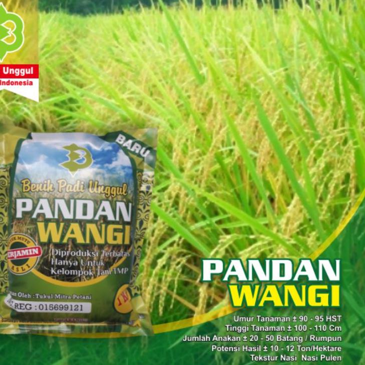 Kualitas Terjamin Benih Padi Pandan Wangi