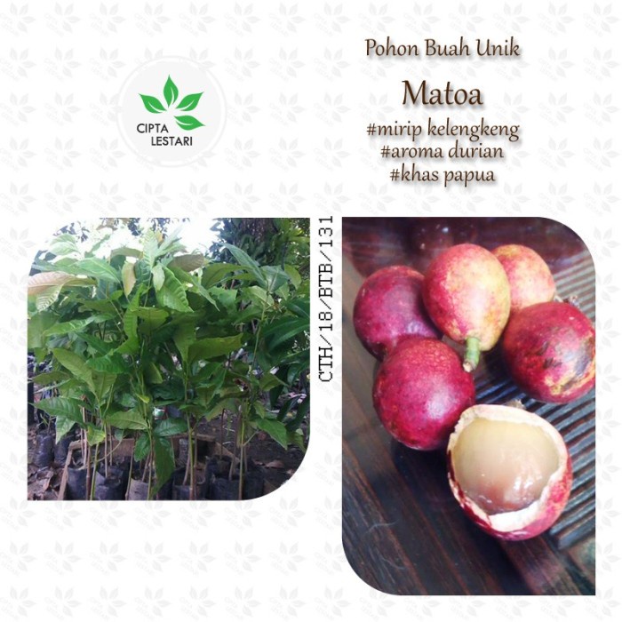 [Terlaris] Bibit Pohon Matoa Bibit Tanaman Matoa Buah Matoa Mirip UNGGULAN