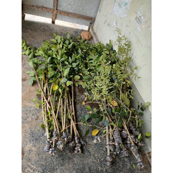 Bahan Bonsai Sancang los pucuk