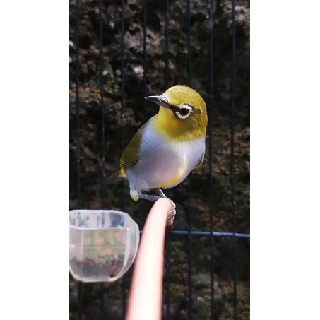 pleci Bustomi gunkar ORI jantan