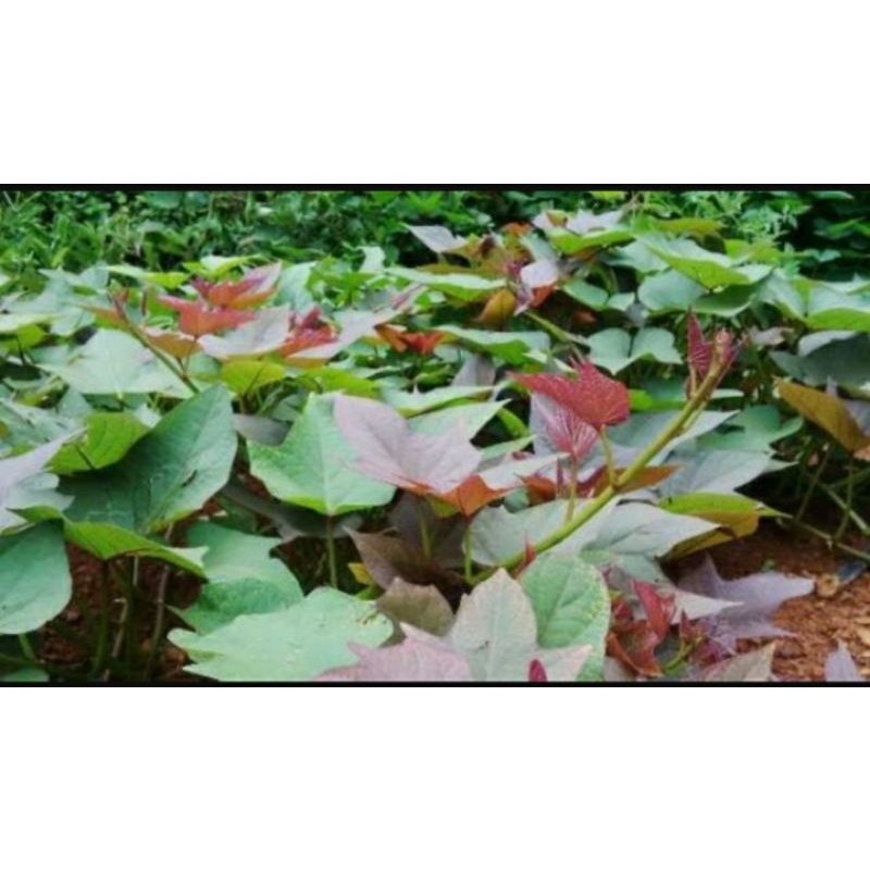 bibit ubi jalar jepang/ubi ungu 1kg
