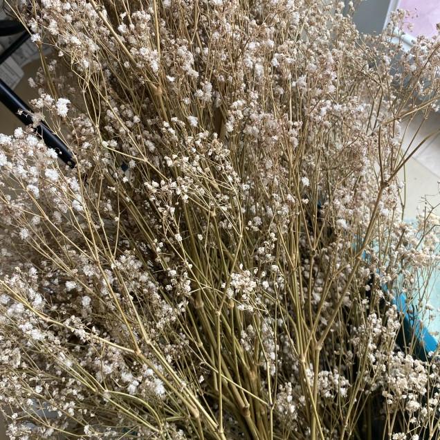 DRIED BABYBREATH BUNCH SATU IKAT