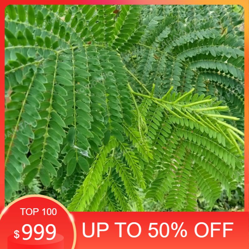 Daun petai cina lamtoro Segar