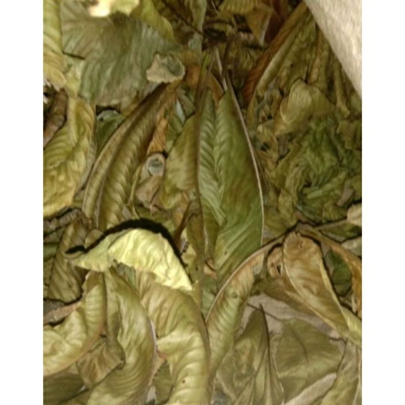 

herbal daun Sempur kering/katom