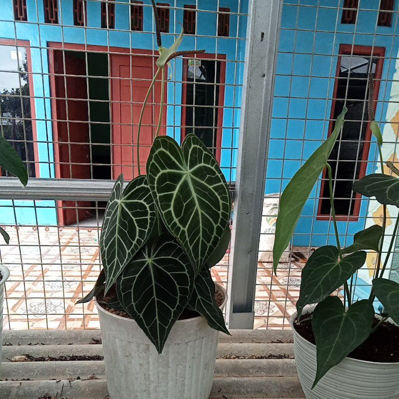 Tanaman hias induk kg Tarantula